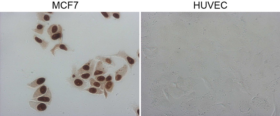 GATA3 Antibody - Immunocytochemistry staining of MCF-7 cells using anti-GATA3 mouse monoclonal antibody. (Left). The right is negative control. (1:5000)