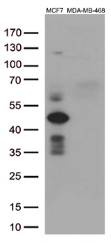 GATA3 Antibody - Western blot analysis of extracts. (35ug) from 2 different cell by using anti-GATA3 monoclonal antibody. (1:500)