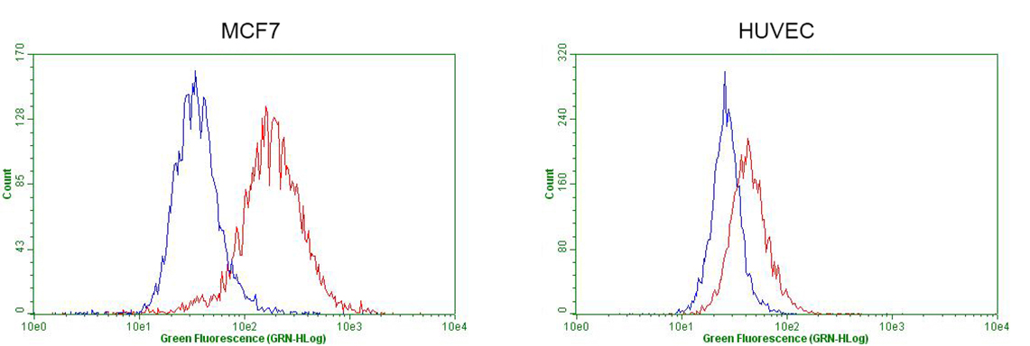 GATA3 Antibody - Flow cytometric Analysis of penetrated MCF-7 cells, using anti-GATA3 antibody. (Red), compared to a nonspecific negative control antibody. (Blue). The right is HUVEC cells as negtive control. (1:100)