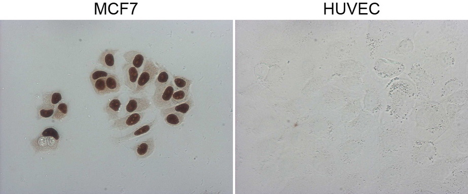 GATA3 Antibody - Immunocytochemistry staining of MCF-7 cells using anti-GATA3 mouse monoclonal antibody. (Left). The right is negative control. (1:10000)