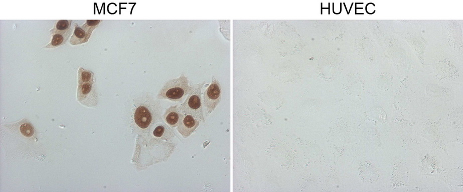 GATA3 Antibody - Immunocytochemistry staining of MCF-7 cells using anti-GATA3 mouse monoclonal antibody. (Left). The right is negative control. ((1:2000)