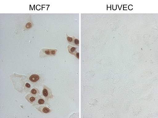 GATA3 Antibody - Immunocytochemistry staining of MCF-7 cells using anti-GATA3 mouse monoclonal antibody. (Left). The right is negative control. ((1:2000)