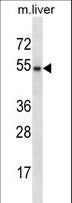 GATA3 Antibody - GATA3 Antibody western blot of mouse liver tissue lysates (35 ug/lane). The GATA3 antibody detected the GATA3 protein (arrow).