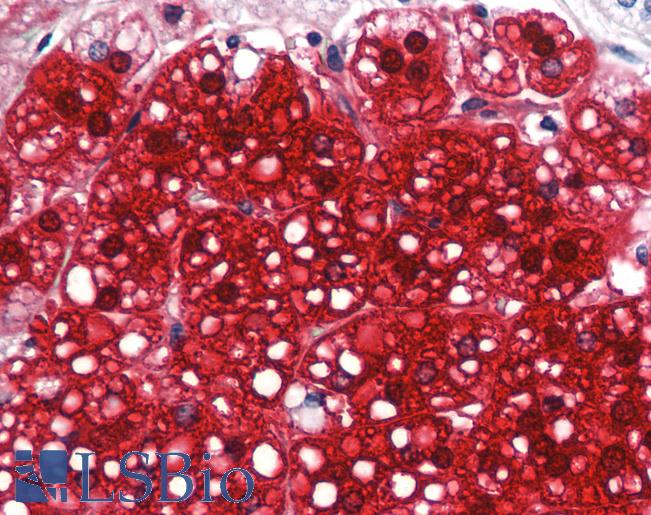 GATA3 Antibody - Adrenal: Formalin-Fixed, Paraffin-Embedded (FFPE).  This image was taken for the unconjugated form of this product. Other forms have not been tested.