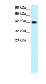 GATA3 Antibody - GATA3 antibody Western blot of Jurkat lysate. This image was taken for the unconjugated form of this product. Other forms have not been tested.