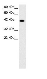 GATA3 Antibody - Jurkat Cell Lysate.  This image was taken for the unconjugated form of this product. Other forms have not been tested.