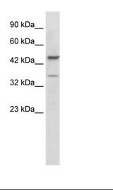 GATA3 Antibody - Jurkat Cell Lysate.  This image was taken for the unconjugated form of this product. Other forms have not been tested.