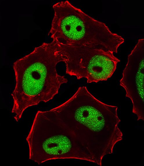GATA3 Antibody - Fluorescent image of MCF-7 cells stained with GATA3 Antibody. Antibody was diluted at 1:25 dilution. An Alexa Fluor 488-conjugated goat anti-mouse lgG at 1:400 dilution was used as the secondary antibody (green). Cytoplasmic actin was counterstained with Alexa Fluor 555 conjugated with Phalloidin (red).
