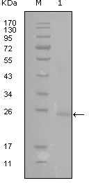 GATA3 Antibody - Western blot using GATA3 mouse monoclonal antibody against truncated GATA3-His recombinant protein (1).
