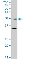 GATA3 Antibody - GATA3 monoclonal antibody (M01), clone 1C1 Western Blot analysis of GATA3 expression in A-431.