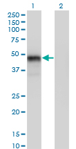 GATA3 Antibody - Western Blot analysis of GATA3 expression in transfected 293T cell line by GATA3 monoclonal antibody (M01), clone 1C1.Lane 1: GATA3 transfected lysate(48 KDa).Lane 2: Non-transfected lysate.