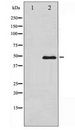 GATA3 Antibody - Western blot of GATA3 expression in HeLa whole cell lysates,The lane on the left is treated with the antigen-specific peptide.