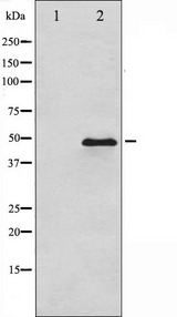 GATA3 Antibody - Western blot analysis of GATA3 expression in HeLa whole cells lysates. The lane on the left is treated with the antigen-specific peptide.