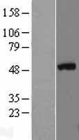 GATA3 Protein - Western validation with an anti-DDK antibody * L: Control HEK293 lysate R: Over-expression lysate