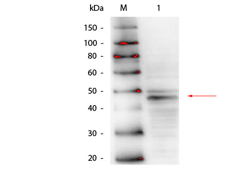 GATA4 Antibody - Western Blot of Mouse anti-GATA4 Antibody. Lane 1: CCRF-CEM Lysate. Load: 25 µg per lane. Primary antibody: GATA-4 antibody at 1:500 overnight at 4°C. Secondary antibody: HRP mouse antibody at 1:40,000 for 30 min at RT. Block: MB-070 for 30 min at RT. Predicted/Observed size: 44.5 kDa, 44.5 kDa for GATA4.