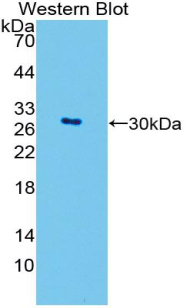 GATA4 Antibody - Western blot of recombinant GATA4.