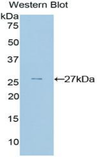 GATA4 Antibody - Western blot of recombinant GATA4.  This image was taken for the unconjugated form of this product. Other forms have not been tested.
