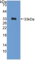 GATA4 Antibody - Western Blot; Sample: Recombinant GATA4, Rat.