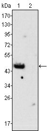 GATA4 Antibody - GATA4 Antibody in Western Blot (WB)