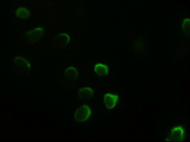 GATA4 Antibody - Anti-GATA4 mouse monoclonal antibody immunofluorescent staining of COS7 cells transiently transfected by pCMV6-ENTRY GATA4.
