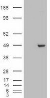 GATA4 Antibody - HEK293T cells were transfected with the pCMV6-ENTRY control (Left lane) or pCMV6-ENTRY GATA4 (Right lane) cDNA for 48 hrs and lysed. Equivalent amounts of cell lysates (5 ug per lane) were separated by SDS-PAGE and immunoblotted with anti-GATA4.