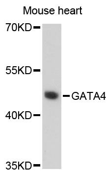 GATA4 Antibody - Western blot analysis of extracts of mouse heart, using GATA4 antibody at 1:1000 dilution. The secondary antibody used was an HRP Goat Anti-Rabbit IgG (H+L) at 1:10000 dilution. Lysates were loaded 25ug per lane and 3% nonfat dry milk in TBST was used for blocking. An ECL Kit was used for detection and the exposure time was 180s.