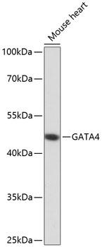 GATA4 Antibody - Western blot analysis of extracts of mouse heart using GATA4 Polyclonal Antibody at dilution of 1:1000.