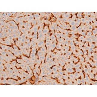 GATA4 Antibody - 1:200 staining mouse liver tissue by IHC-P. The tissue was formaldehyde fixed and a heat mediated antigen retrieval step in citrate buffer was performed. The tissue was then blocked and incubated with the antibody for 1.5 hours at 22°C. An HRP conjugated goat anti-rabbit antibody was used as the secondary.