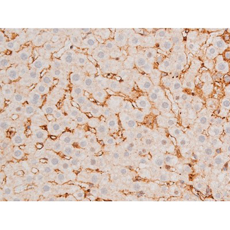 GATA4 Antibody - 1:200 staining rat liver tissue by IHC-P. The tissue was formaldehyde fixed and a heat mediated antigen retrieval step in citrate buffer was performed. The tissue was then blocked and incubated with the antibody for 1.5 hours at 22°C. An HRP conjugated goat anti-rabbit antibody was used as the secondary.