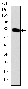 GATA5 Antibody - Western blot using GATA5 monoclonal antibody against human GATA5 (AA: 168-391) recombinant protein. (Expected MW is 49.6 kDa)