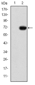 GATA5 Antibody - Western blot using GATA5 monoclonal antibody against HEK293 (1) and GATA5-hIgGFc transfected HEK293 (2) cell lysate.