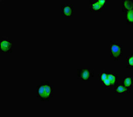 GATA5 Antibody - Immunofluorescent analysis of HepG-2 cells diluted at 1:100 and Alexa Fluor 488-congugated AffiniPure Goat Anti-Rabbit IgG(H+L)