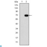 GATA5 Antibody - Western Blot (WB) analysis using GATA-5 Monoclonal Antibody against HEK293 (1) and GATA5-hIgGFc transfected HEK293 (2) cell lysate.
