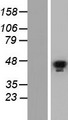 GATA5 Protein - Western validation with an anti-DDK antibody * L: Control HEK293 lysate R: Over-expression lysate