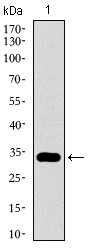GATA6 Antibody - Western blot using GATA6 monoclonal antibody against human GATA6 recombinant protein. (Expected MW is 32.3 kDa)