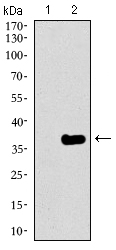 GATA6 Antibody - Western blot using GATA6 monoclonal antibody against HEK293 (1) and GATA6 (AA: 491-557)-hIgGFc transfected HEK293 (2) cell lysate.