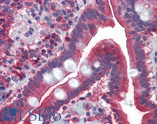 GATA6 Antibody - Small intestine: Formalin-Fixed, Paraffin-Embedded (FFPE).  This image was taken for the unconjugated form of this product. Other forms have not been tested.