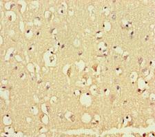 GATA6 Antibody - Immunohistochemistry of paraffin-embedded human brain tissue at dilution of 1:100