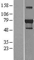 GATA6 Protein - Western validation with an anti-DDK antibody * L: Control HEK293 lysate R: Over-expression lysate