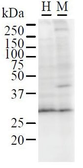 GATAD1 Antibody - Western blot of immunized recombinant protein using GATAD1 antibody. Detection of GATAD1 by Western Blot. Samples: Whole cell lysate from human A2058 (H, 50 ug) and mouse NIH3T3 (M, 50 ug) cells.