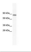 GATAD2A Antibody - SP2/0 Cell Lysate.  This image was taken for the unconjugated form of this product. Other forms have not been tested.