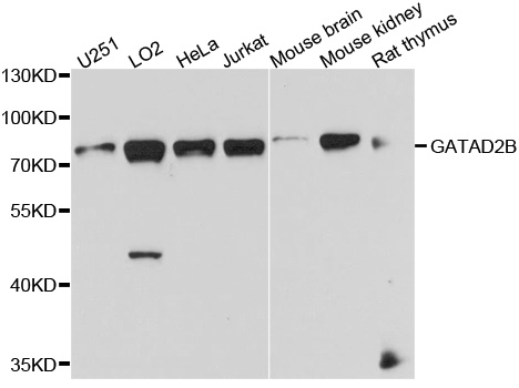 GATAD2B Antibody - Western blot analysis of extract of various cells.