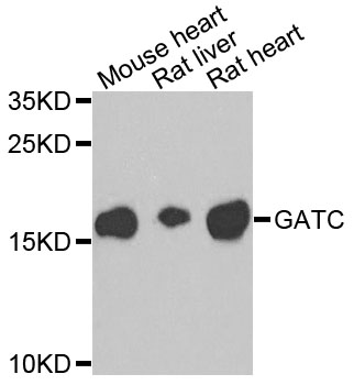 GATC Antibody - Western blot blot of extracts of various cells, using GATC antibody.