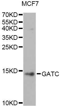 GATC Antibody - Western blot analysis of extracts of MCF7 cells, using GATC antibody at 1:1000 dilution. The secondary antibody used was an HRP Goat Anti-Rabbit IgG (H+L) at 1:10000 dilution. Lysates were loaded 25ug per lane and 3% nonfat dry milk in TBST was used for blocking. An ECL Kit was used for detection and the exposure time was 90s.