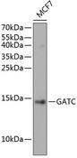 GATC Antibody - Western blot analysis of extracts of MCF7 cells using GATC Polyclonal Antibody at dilution of 1:1000.