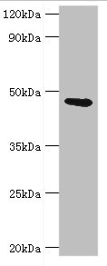 GATM / AGAT Antibody - Western blot All lanes: Glycine amidinotransferase, mitochondrial antibody at 2µg/ml + Mouse kidney tissue Secondary Goat polyclonal to rabbit IgG at 1/10000 dilution Predicted band size: 49, 45 kDa Observed band size: 49 kDa