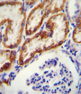 GATM / AGAT Antibody - GATM antibody immunohistochemistry of formalin-fixed and paraffin-embedded human kidney tissue followed by peroxidase-conjugated secondary antibody and DAB staining.