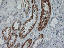 GATM / AGAT Antibody - IHC of paraffin-embedded Human Kidney tissue using anti-GATM mouse monoclonal antibody, at a dilution of 1:150.