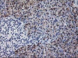 GATM / AGAT Antibody - IHC of paraffin-embedded Human pancreas tissue using anti-GATM mouse monoclonal antibody, at a dilution of 1:150.