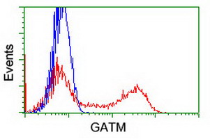 GATM / AGAT Antibody - HEK293T cells transfected with either overexpress plasmid (Red) or empty vector control plasmid (Blue) were immunostained by anti-GATM antibody, and then analyzed by flow cytometry.